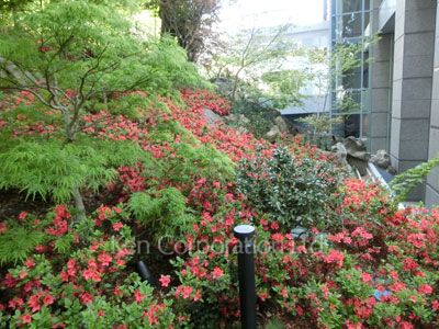 Courtyard/Greenery